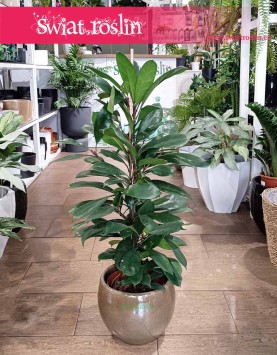 Fikus Cyathistipula, Ficus Cyathistipula, Figowiec Cyathistipula