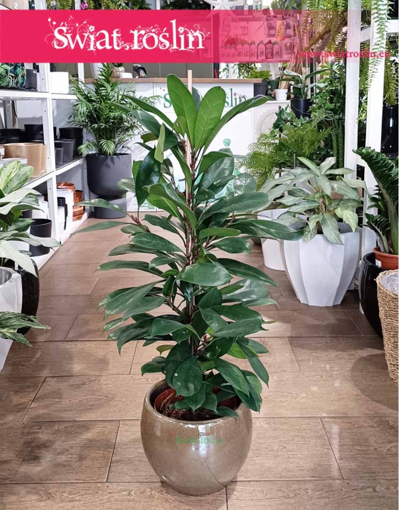 Fikus Cyathistipula, Ficus Cyathistipula, Figowiec Cyathistipula