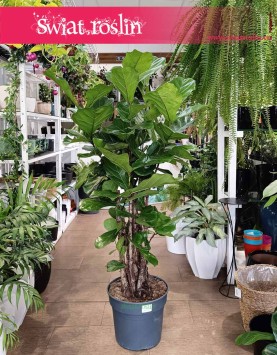 Duży Ficus Lyrata drzewko do dużego salony, do firmy dla gwiazd telewizji, Wielki Fikus Dębolistny Drzewko tylko w Krakowie