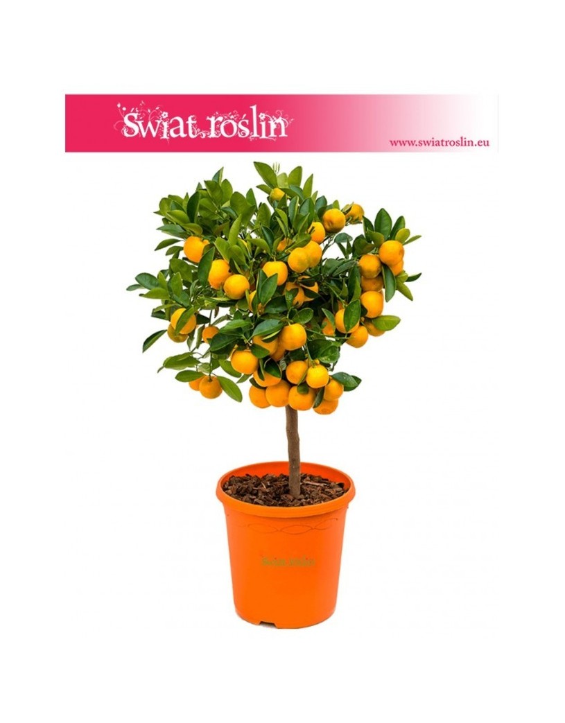 Citrus Mitis, Calamondin, Kalamondyna