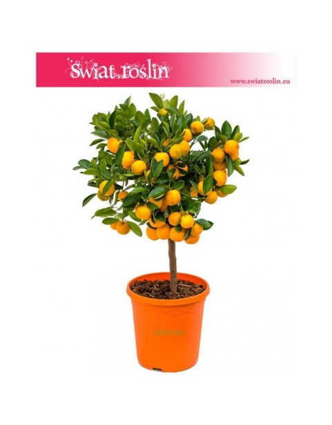 Citrus Mitis, Calamondin, Kalamondyna