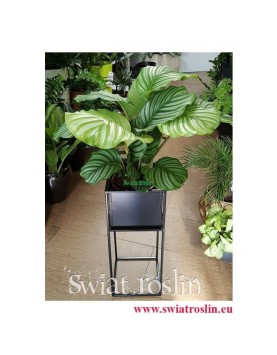 Kalatea Okrągłolistna, Calathea Orbifolia, Kalatea Orbifolia,  Calathea Okrągłolistna 7