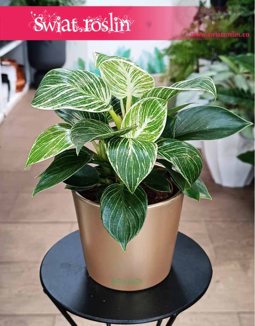 Filodendron White Wave, Philodendron White Wave, Filodendron Biała Fala