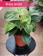 Filodendron White Wave do kupienia w sklepie internetowym online, Philodendron White Wave, Filodendron Biała Fala