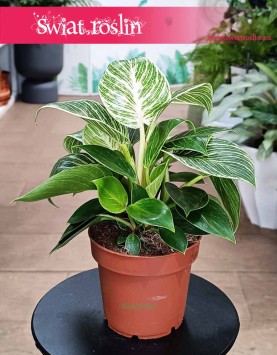Filodendron White Wave sklep z roślinami doniczkowymi dostawa, Philodendron White Wave, Filodendron Biała Fala