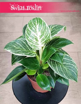 oczyszczający powietrze z dostawą pod drzwiFilodendron White Wave, Philodendron White Wave, Filodendron Biała Fala