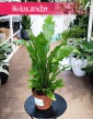 Asplenium Nidus Campio, Zanokcica, modne rośliny doniczkowe, sklep  z kwiatami doniczkowymi