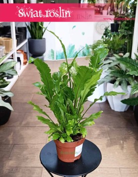 Asplenium Nidus Campio oczyszczająca powietrze i bezpieczna dla zwierząt, Zanokcica, sklep  z kwiatami doniczkowymi dostawa