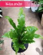 Asplenium Nidus Campio, Zanokcica sklep