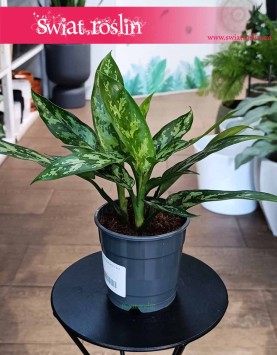 Aglonema Maria, Aglaonema Maria, rośliny kwiaty doniczkowe sklep internetowy, rośliny do biura, firmy, hotelu, mieszkania