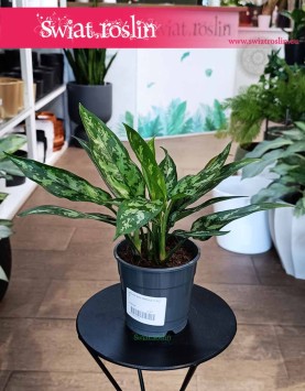 Aglonema Maria Kup ze sklepu internetowego online z dostawą, Aglaonema Maria