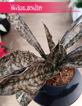 Sansevieria Coppertone do kupienia w sklepie internetowym online z dostawą, Sansewieria Coppertone