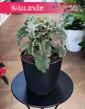 Kalansza Krzyż Maltański, Kalanchoe Maltese Cross