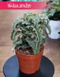 Kalanchoe Maltese Cross do kupienie w sklepie internetowym online wraz z dostawą, Kalansza Krzyż Maltański