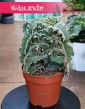 Kalanchoe Maltese Cross kup w krakowie lub z dostawą ze sklepu online, Kalansza Krzyż Maltański