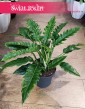 Philodendron Narrow, Filodendron Narrow, Filodendron Wąski Tygrysi Ząb, Philodendron Narrow Tiger Tooth