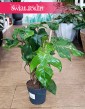 Filodendron Squamiferum sklep internetowy oczyszczający powietrze z dostawą ze sklepu, Philodendron Squamiferum