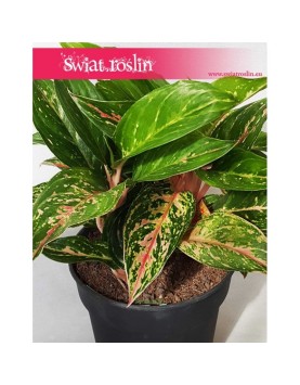 Aglonema Ruby, Aglaonema Ruby, Aglonema 4