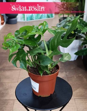Monstera Minima do kupienia w sklepie internetowo online z dostawą, Rhaphidophora Tetrasperma, Monstera Piccolo