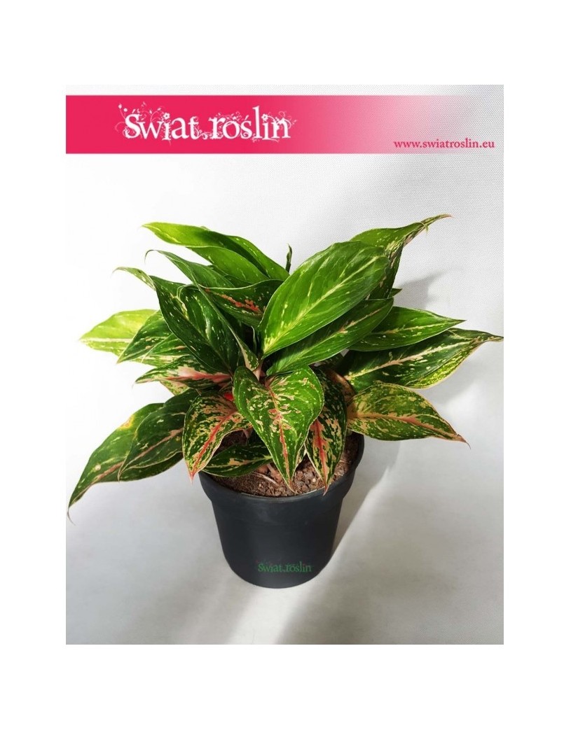 Aglonema Ruby, Aglaonema Ruby, Aglonema 5