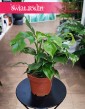 Monstera Minima, Rhaphidophora Tetrasperma,  Monstera Miniaturowa kup w Krakowie lub online z dostawą