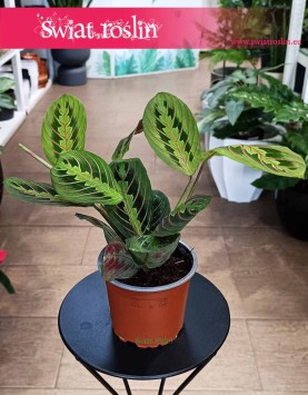 Maranta Fascinator Tricolor kup w Krakowie lub z dostawą w całej Polsce, Maranta Leuconeura Fascinator Tricolor