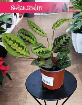 Maranta Fascinator Tricolor kup w sklepie z roślinami doniczkowymi Świat Roślin, Maranta Leuconeura Fascinator Tricolor