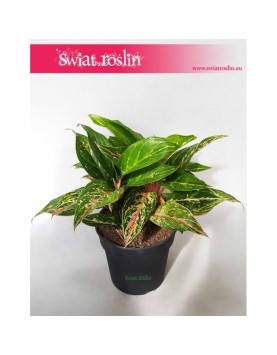 Aglonema Ruby, Aglaonema Ruby, Aglonema 6