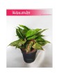 Aglonema Ruby, Aglaonema Ruby, Aglonema 6