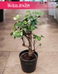 Aralia Scutellaria Balfourii, Polyscias Scutellaria Balfourii
