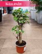 Aralia Scutellaria Balfourii kup w sklepie internetowym online z dostawą pod drzwi, Polyscias Scutellaria Balfourii