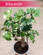 Aralia Scutellaria Balfourii bonzai do biura do domu do mieszkania ze sklepu online z dostawą, Polyscias Scutellaria Balfourii