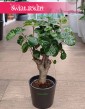 Polyscias Green Lemon, Aralia Green Lemon