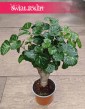 Polyscias Green Lemon modne bonzai do kupienia w sklepie internetowym online z dostawą, Aralia Green Lemon