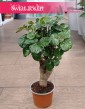 Polyscias Green Lemon najlepsza cena , Aralia Green Lemon do kupienia w sklepie internetowym z dostawą