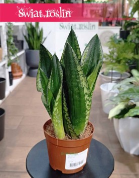 Sansevieria Silver Flame do kupienia w sklepie internetowym onlie z dostawą, Sansewieria Silver Flame