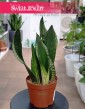 Sansevieria Silver Flame modna łatwa w uprawie oczyszczająca powietrze, Sansewieria Silver Flame