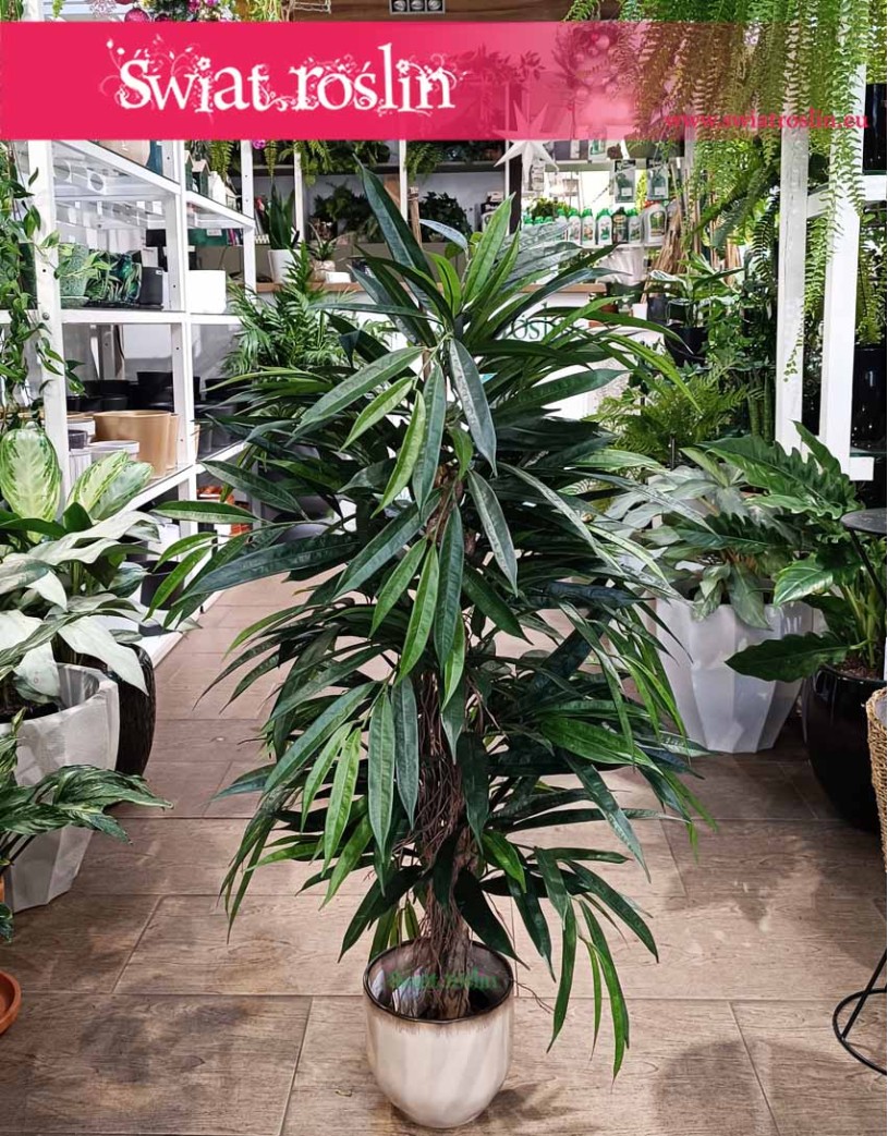 Sztuczny Fikus Wierzbolistny, sztuczny Ficus Longifolia