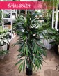 Sztuczny Fikus Wierzbolistny kup w sklepie internetowym online z dostawą, sztuczny Ficus Longifolia