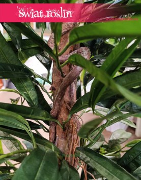 Sztuczny Fikus Wierzbolistny kup w sklepie internetowym rośline z najlepszych materiałów, sztuczny Ficus Longifolia