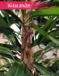 Sztuczny Fikus Wierzbolistny kup w sklepie internetowym rośline z najlepszych materiałów, sztuczny Ficus Longifolia