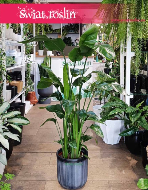 Strelicja Nicolai, Strelitzia Nicolai, Strelicja Biała