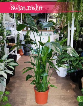 Strelicja Nicolai łatwa w uprawie do kupienia z dostaą do domu do biura, Strelitzia Nicolai, Strelicja Biała