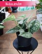 Scindapsus Pictus Trebie, Scindapsus Pstry