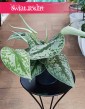 Scindapsus Pictus Trebie kup w sklepie z roślinami doniczkowymi Świat Roślin, Scindapsus Pstry