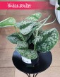 Scindapsus Pictus Trebie, Scindapsus Pstry najlepsza czena szybka dostawa zamówienia online