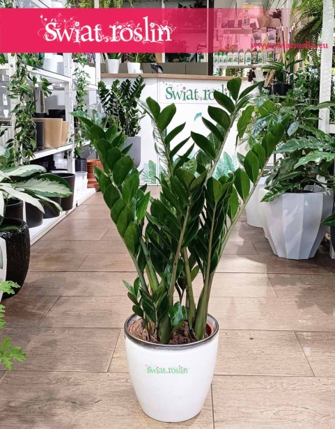 Zamiokulkas Zamiolistny, Zamioculcas Zamiifolia