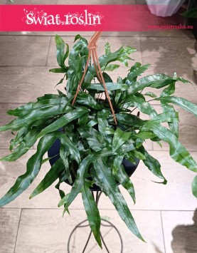 Microsorum Diversifolium kup w Krakowie lub internetowo online z dostawą, Paproć Kangurza