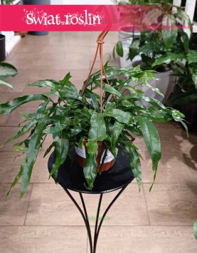 Microsorum Diversifolium sklep internetowy wysyłka roślin doniczkowych kup online, Paproć Kangurza