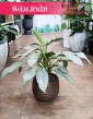 Aglonema Aqua Green, Aglaonema Aqua Green